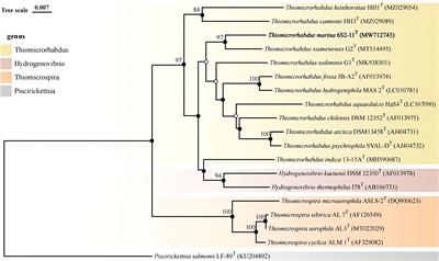Thiomicrorhabdus marina sp.nov., an obligate chemolithoautotroph isolated from tidal zone sediment, and genome insight into the genus Thiomicrorhabdus